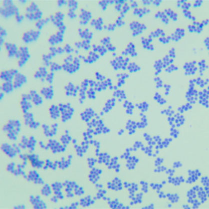 Micrococcus flavus-BNCC