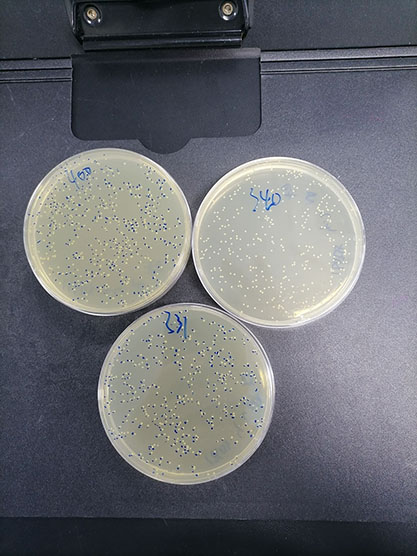 Enterococcus faecium-BNCC