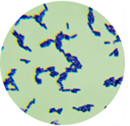 Lactobacillus salivarius-BNCC