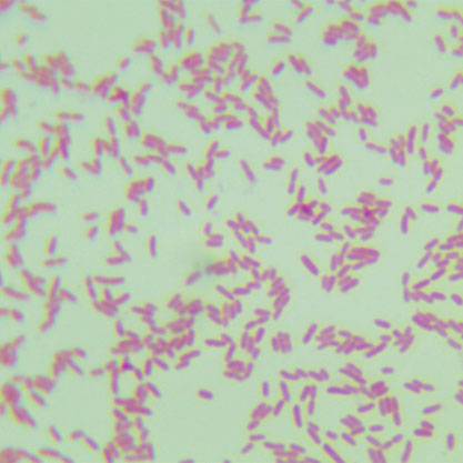 Pseudomonas lundensis-BNCC