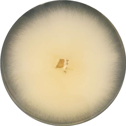 Ganoderma capense-BNCC