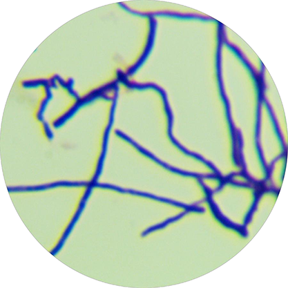 Streptomyces microflavus var. lactosus-BNCC