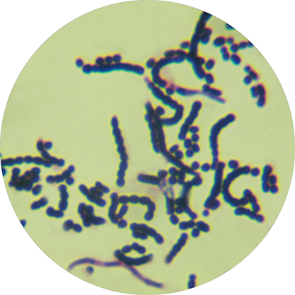 Streptomyces cinnamofuscus-BNCC