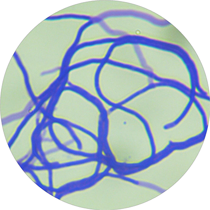 Streptomyces prasinus-BNCC