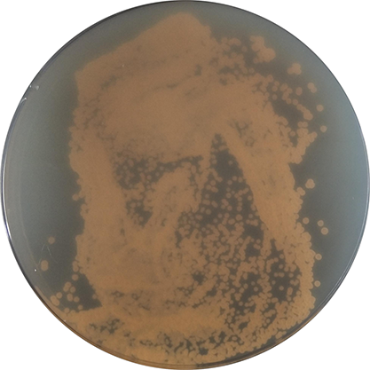 Streptomyces flavoagglomeratus-BNCC