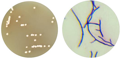 Streptomyces avermitilis-BNCC