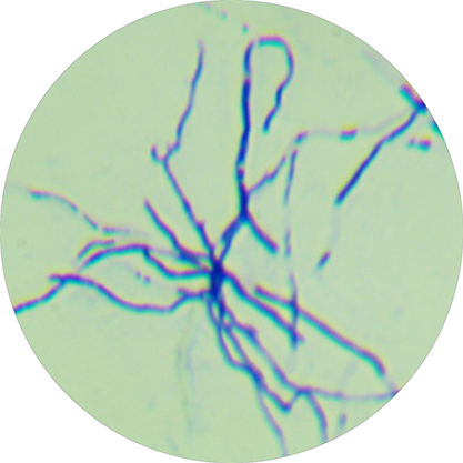 Streptomyces hygroscopicus subsp. hygroscopicus-BNCC