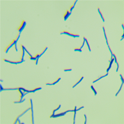 Streptomyces kanamyceticus-BNCC