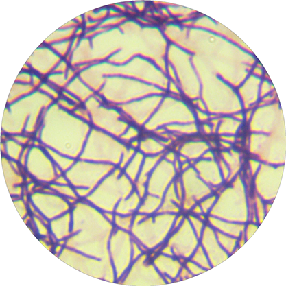 Streptomyces pactum-BNCC