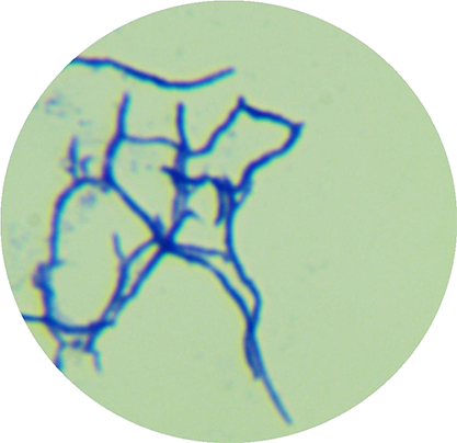 Streptomyces canus-BNCC