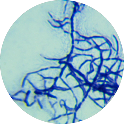 Streptomyces albulus-BNCC