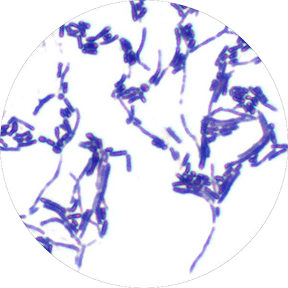 Streptomyces albolongus-BNCC