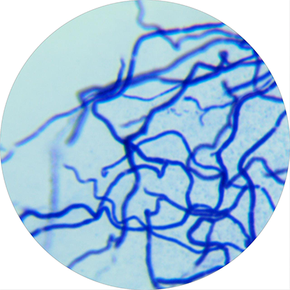 Streptomyces viridosporus-BNCC