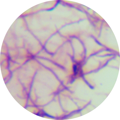 Streptomyces cyaneogriseus-BNCC