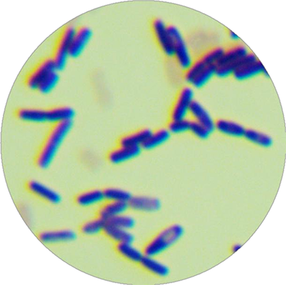 Bacillus licheniformis-BNCC