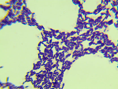 Bacillus mojavensis-BNCC