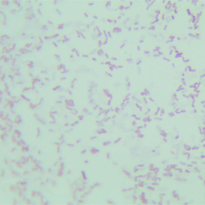 Pseudomonas fluorescens-BNCC