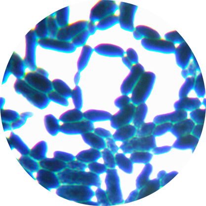 Saccharomyces cerevisiae-BNCC