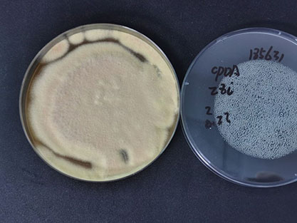 Aspergillus terreus-BNCC