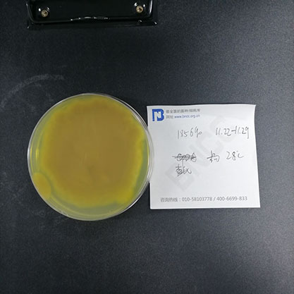 Aspergillus terreus-BNCC