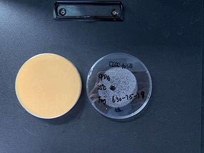 Penicillium ochrochloron-BNCC