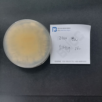 Aspergillus oryzae-BNCC