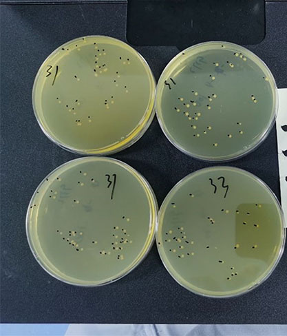 Streptococcus agalactiae-BNCC