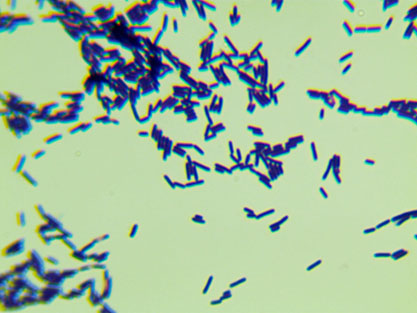 Listeria ivanovii-BNCC