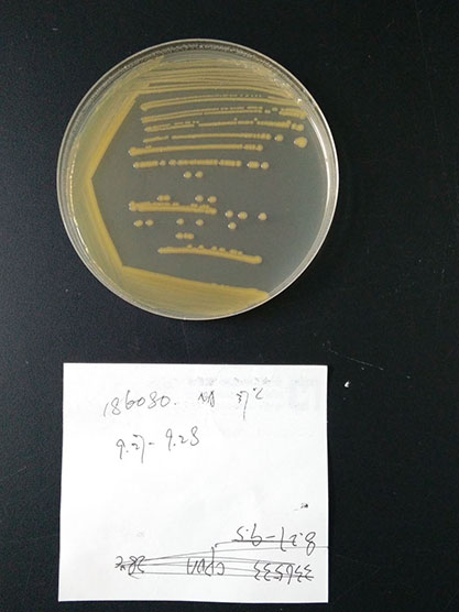 Cronobacter sakazakii-BNCC