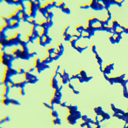 Mycobacterium fortuitum subsp. fortuitum-BNCC