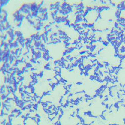 Lactobacillus vaginalis-BNCC