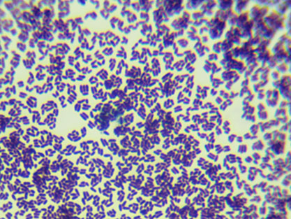 Brevibacterium ammoniagenes-BNCC