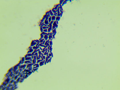 Bacillus atrophaeus-BNCC