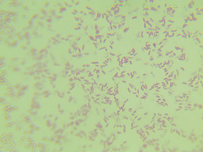 Vibrio mimicus-BNCC