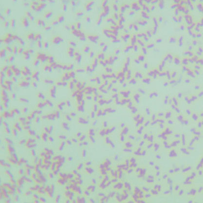 Salmonella cholerae-suis-BNCC