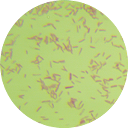 Salmonella dublin-BNCC