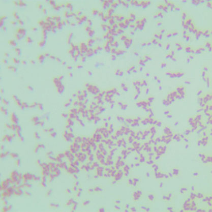 Salmonella bovis-morbificans-BNCC