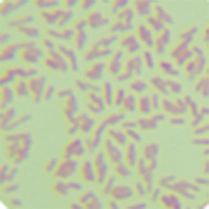 Salmonella enterica subsp. enterica serotype Gallinarum-BNCC