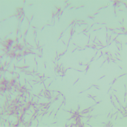 Thermophilic bacteria-BNCC