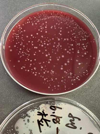 Clostridium pasteurianum-BNCC
