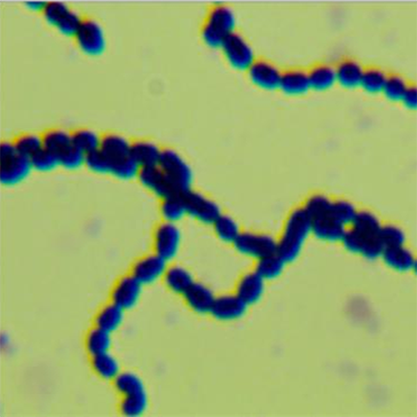 Streptococcus thermophilus-BNCC