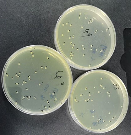 Escherichia coli O157:H7-BNCC