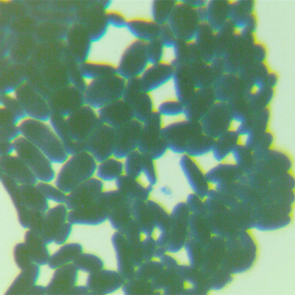 Saccharomyces cerevisiae-BNCC