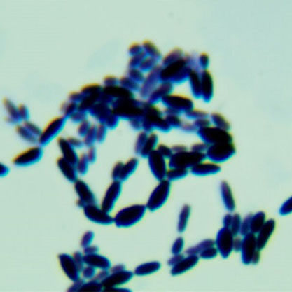 Meyerozyma guilliermondii-BNCC