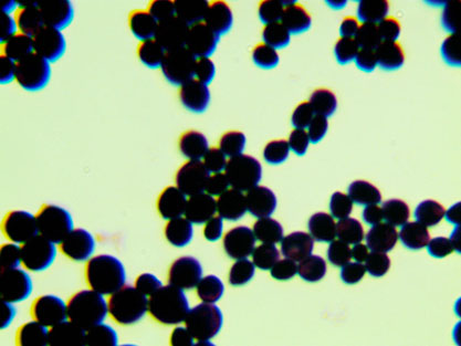 Saccharomyces cerevisiae-BNCC