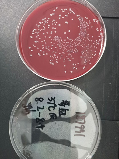 Clostridium pasteurianum-BNCC