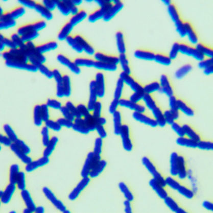 Bacillus cereus-BNCC