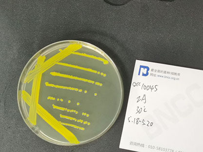 Corynebacterium glutamicum-BNCC