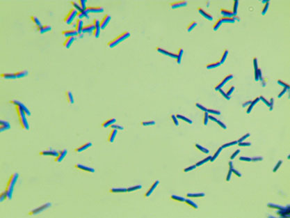 Bacillus subtilis-BNCC