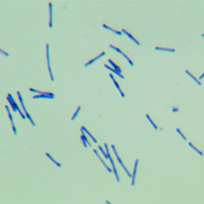 Bacillus coagulans-BNCC